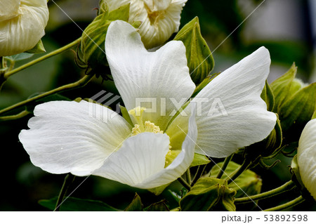 三鷹中原に咲く白いムクゲの花 三鷹中原に咲く白いムクゲの花 53892598