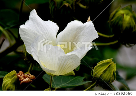 三鷹中原に咲くピンクのムクゲの花 三鷹中原に咲くピンクのムクゲの花 53892660