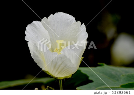 三鷹中原に咲くピンクのムクゲの花 三鷹中原に咲くピンクのムクゲの花 53892661