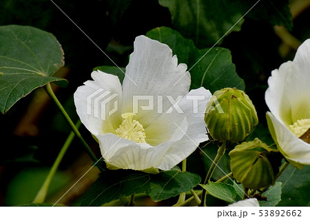 三鷹中原に咲くピンクのムクゲの花 53892662