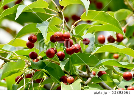 三鷹中原になる赤く熟れ始めたソヨゴの実 三鷹中原になる赤く熟れ始めたソヨゴの実 53892665