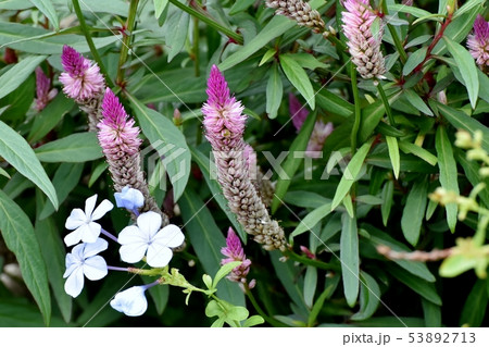 三鷹中原に咲くピンクのノゲイトウ 53892713