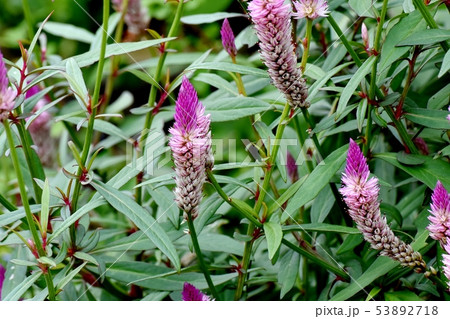 三鷹中原に咲くピンクのノゲイトウ 53892718