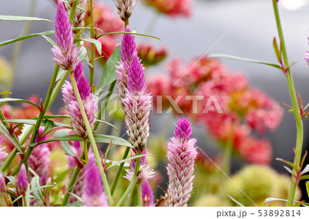 三鷹中原に咲くピンクのノゲイトウ 53892814