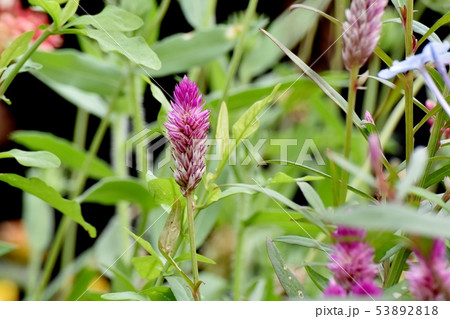 三鷹中原に咲くピンクのノゲイトウ 53892818