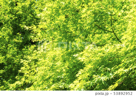 新緑 森林浴 53892952