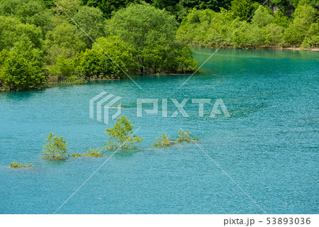 水中木 水中木 53893036