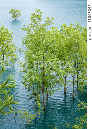 水中木 水中木 53893047