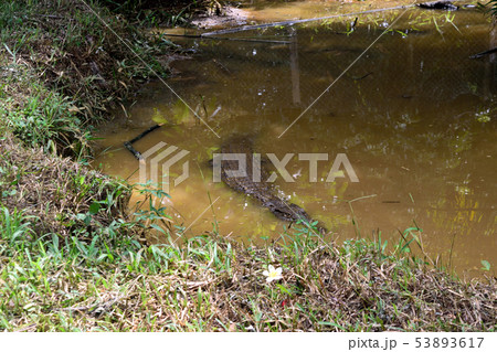 野生のワニ 53893617