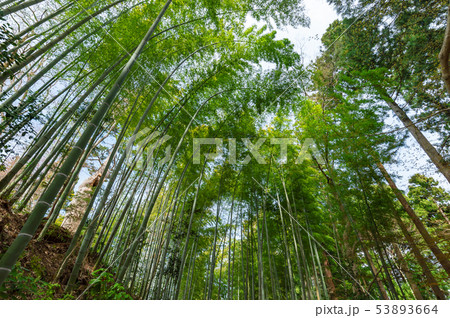【岩手平泉】中尊寺白山神社への竹林の小径 53893664