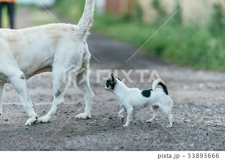 A little chihuahua dog is following another big dog. Spring landscape Selective focus shot with 53893666