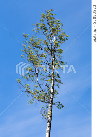 Birch tree over blue sky 53893823