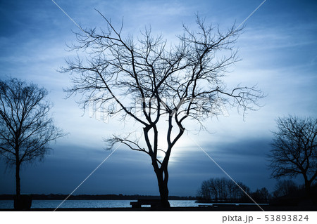 Silhouette of bare tree and dark sky Silhouette of bare tree and dark sky 53893824