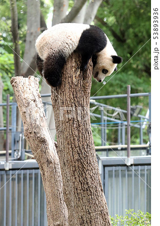 上野動物園のジャイアントパンダのシャンシャンの写真素材