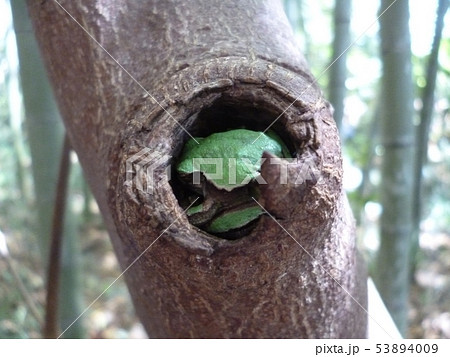 細い木のうろで冬眠するアマガエルの写真素材