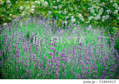 ラベンダー:花穂(開花前) 北安曇郡池田町 ラベンダー:花穂(開花前) 北安曇郡池田町 53894015