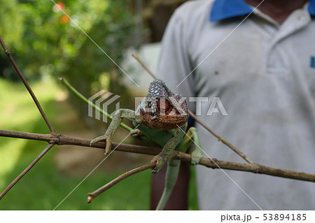 マダガスカルの　カメレオン 53894185