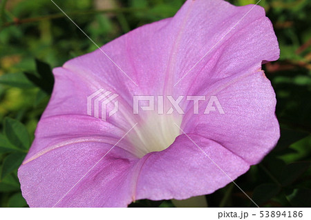 アサガオ アサガオ 53894186