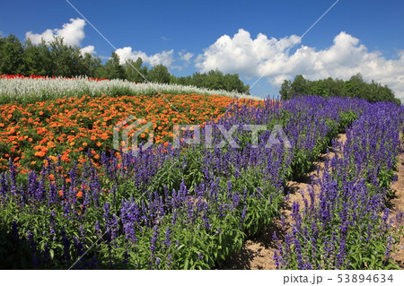 畑 運動場 野原 53894634