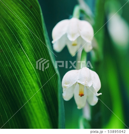 Blossoming flowers of lily of the valley in early morning outdoors macro 53895042