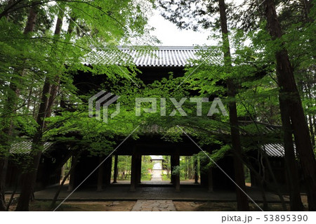 新緑の曹源寺 新緑の曹源寺 53895390