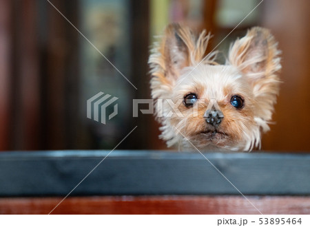可愛いヨークシャーテリアの写真の写真素材