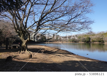 伊豆の瞳一碧湖の冬 伊豆の瞳一碧湖の冬 53896121