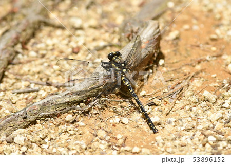 ムカシヤンマ 53896152