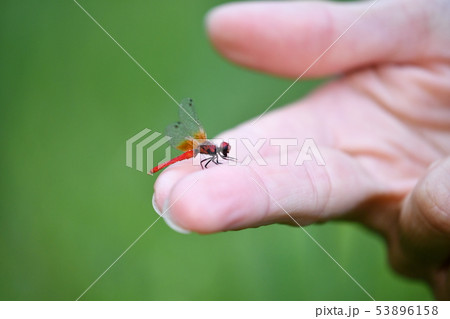 手のりハッチョウトンボ♂ 53896158