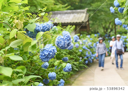 明月院　あじさい 53896342
