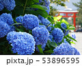 鳥居と紫陽花 53896595