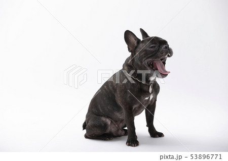 フレンチブルドック（ブリンドル） 53896771