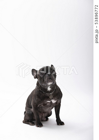 フレンチブルドック(ブリンドル) フレンチブルドック(ブリンドル) 53896772