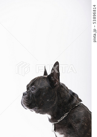フレンチブルドック ブリンドル の写真素材