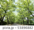 ケヤキの並木道 53896882
