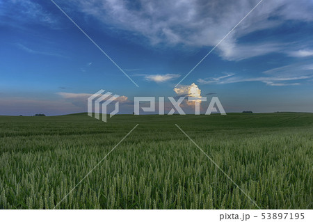 Colorful pink clouds over a wheat field at sunset 53897195