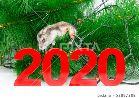 The white mouse is the symbol of the coming year 53897388