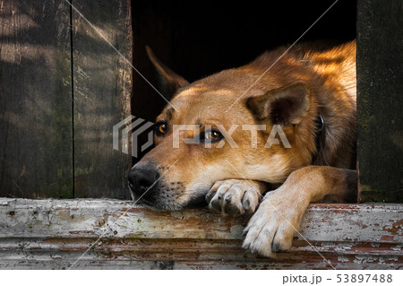 Sad view of an alone brown dog lying in the kennel - an old wooden house 53897488