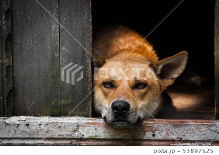 Sad view of an alone brown dog lying in the kennel - an old wooden house 53897525