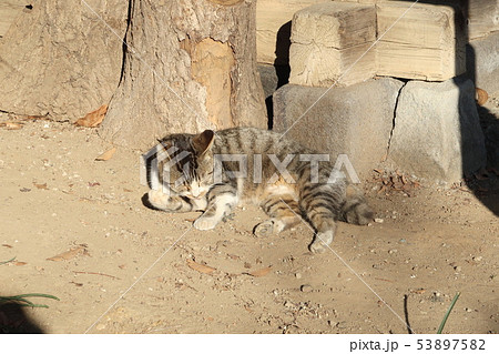 野良猫 53897582