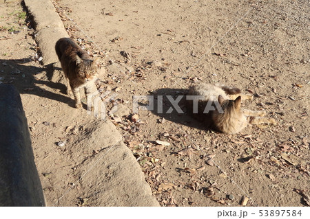 野良猫 53897584