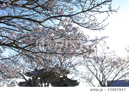 桜 さくら サクラ 53897847