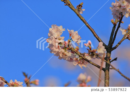 桜 さくら サクラ 53897922