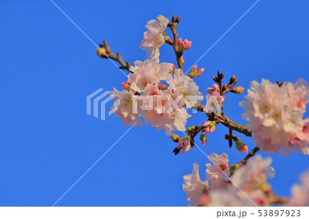 桜 さくら サクラ 53897923