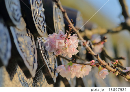桜 さくら サクラ 53897925