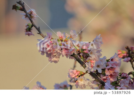 桜 さくら サクラ 53897926