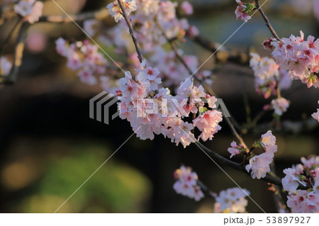 桜 さくら サクラ 53897927