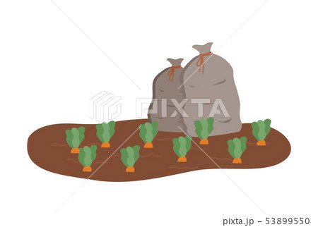 Harvesting Plantation with Healthy Products Carrot 53899550