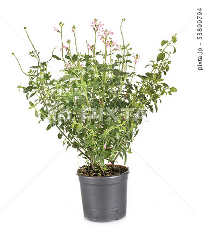 Salvia microphylla in studio Salvia microphylla in studio 53899794