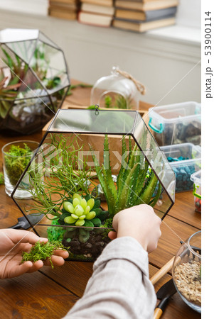 Woman making composition in florarium with succulent plants 53900114
